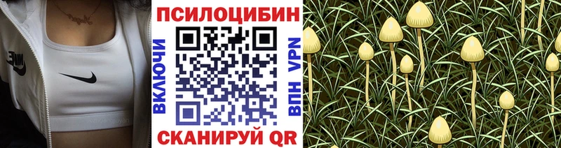 где можно купить наркотик  Георгиевск  Псилоцибиновые грибы MAGIC MUSHROOMS 